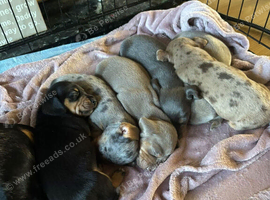 KC miniature daschund puppies stunning colours