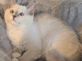 EU champion,TICA Pedigree ragdoll kitten
