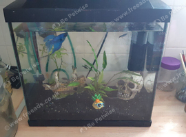 Fish set up