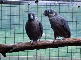 Caiques and Pionus