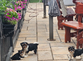 Yorkshire Terrier Puppy &ndash; 10 Weeks Old
