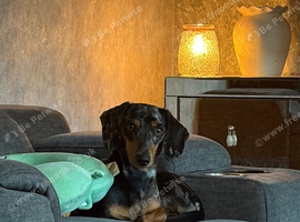 Female miniature dachshund
