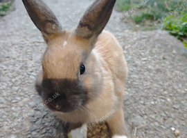 Mini rex bunny