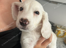 Last little boy ready for forever home