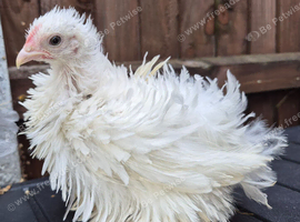 Pekin pullets