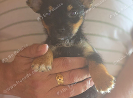 Jack Russell pup