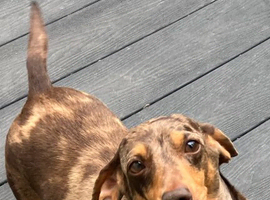 Miniature Smooth Female Adult Dachshund