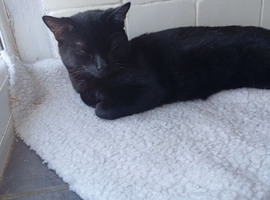 tuxedo and black cat (brothers)