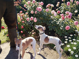 KC Whippet Bitch Pups 6 months old
