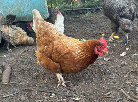 Warren Hen