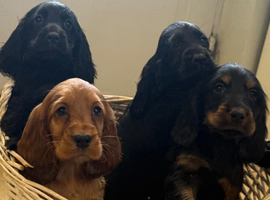 Beautiful show cocker spaniels for sale