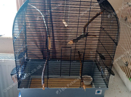 Wanted a young hand reared baby boy budgie