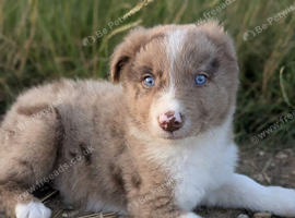 BORDER COLLIE PUP READY FOR NEW HOME LAST ONE LEFT BOY