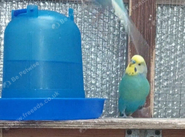 Bonded pair ready to breed