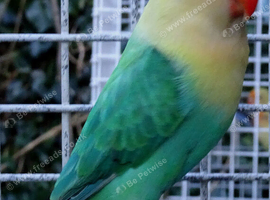 lovebirds strong aviary bred