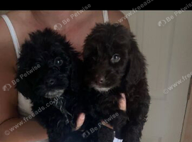 Cocker poo puppies