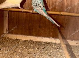 2 young budgies