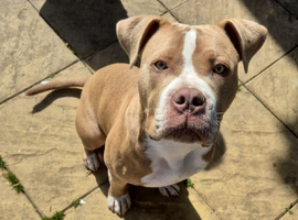 Staff x victorian bulldog rocco