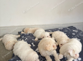 Puppy's for sale