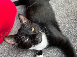 3 gorgeous kittens to be homed