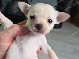 4 female chihuahua pups