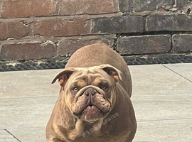 Lilac and tan female bulldog