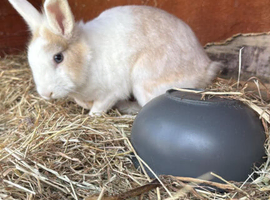 Bunny for Rehoming