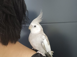 Fully Tame Handreared Cockateil Parrot