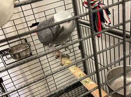 Tame and talkative African grey