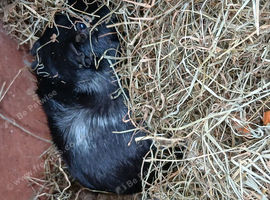 2 bonded males