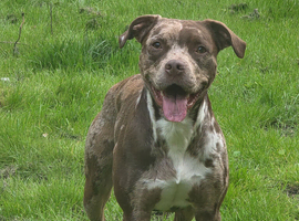 Lovely 2 year old springer spaniel cross miniature American pocket bully