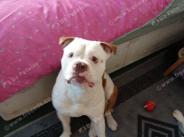 American bulldog