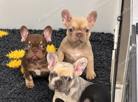 KC Registered French Bulldog Puppies