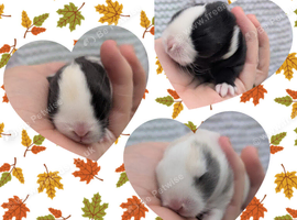 3 beautiful mini lops