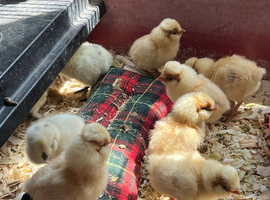 Padovana Polish & Silkie X Chicks