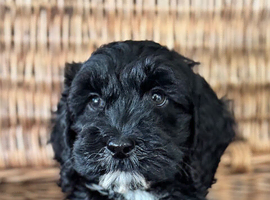 Cavapoo puppies - READY NOW!