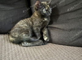 Kitten