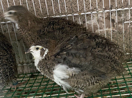 Japanese quails males:females