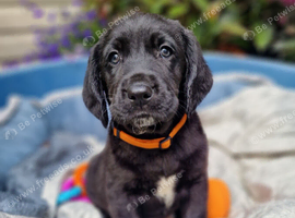 FANTASTIC SPRINGADOR PUPPIES