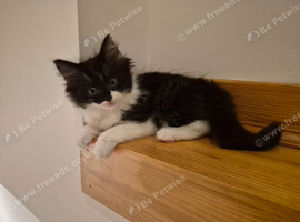 Ragdoll x Norwegian forest