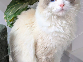 Pure ragdoll cats