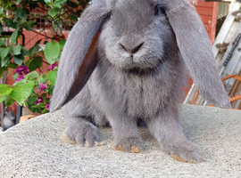 French lop ready now