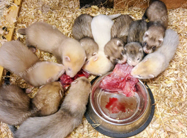 Ferret kits