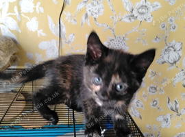 Kittens ready now