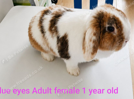 Minilop Female 1 year old