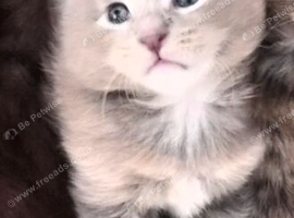 Maine coon pedigree kittens
