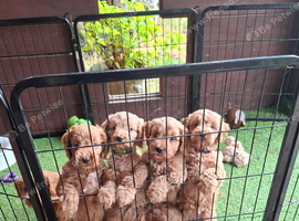 Stunning red F1 Cockapoo puppies