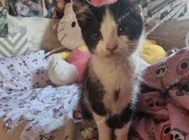 Selling 15 week old kitten need a home urgently