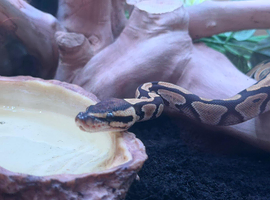 Beautiful enchi pastel baby ball python