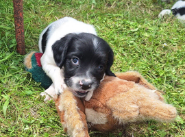 English Springer spaniel pup